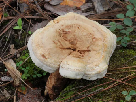 Phellodon fuligineoalbus (Phellodon fuligineoalbus)