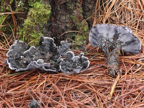 Schwarzer Duftstacheling (Phellodon niger)