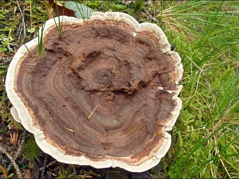 Becherförmiger Duftstacheling (Phellodon tomentosus)