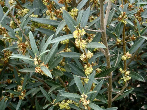 Schmalblättriger Steinlorbeer (Phillyrea angustifolia)