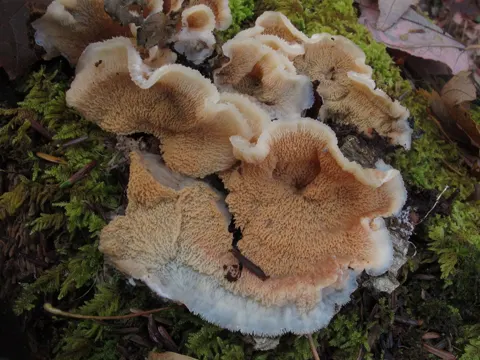 Gallertfleischiger Fältling (Phlebia tremellosa)