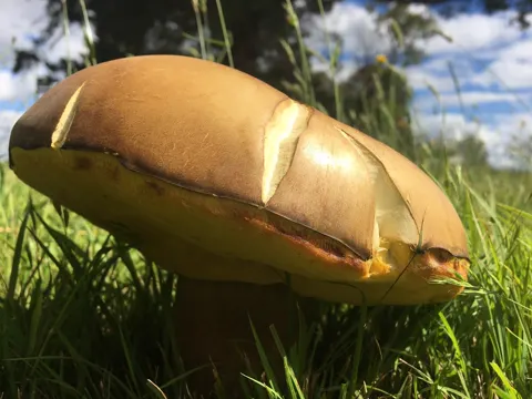 Phlebopus marginatus (Phlebopus marginatus)