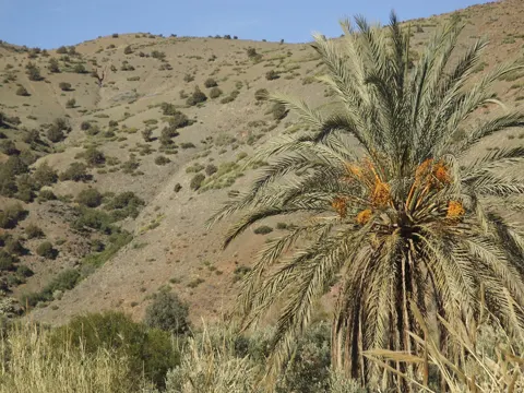Echte Dattelpalme (Phoenix dactylifera)