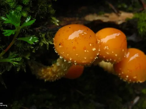 Haariger Schüppling (Pholiota limonella)