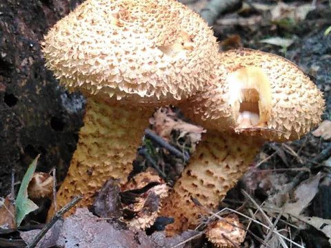 Shaggy Scalycap