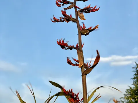 Phormium tenax (Phormium tenax)