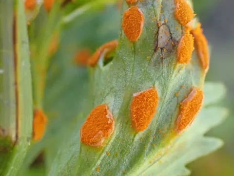 Gelbfingerkraut-Rost (Phragmidium potentillae)