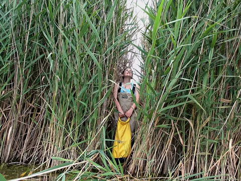 Common Reed