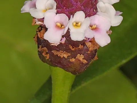 Phyla lanceolata