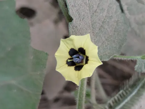 Kurzhaarige Blasenkirsche (Physalis pubescens)