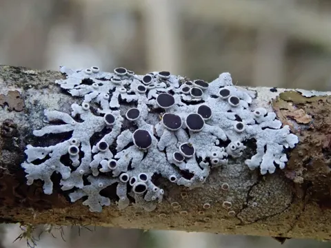 Weißgraue Schwielenflechte (Physcia aipolia)