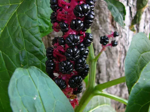 Indischer Kermesbeere (Phytolacca acinosa)