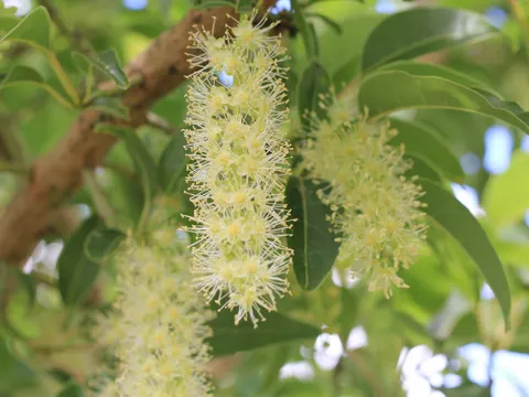 Ombubaum (Phytolacca dioica)