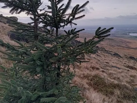 Sitka Spruce (Picea sitchensis)