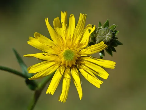 Gewöhnliches Bitterkraut (Picris hieracioides)
