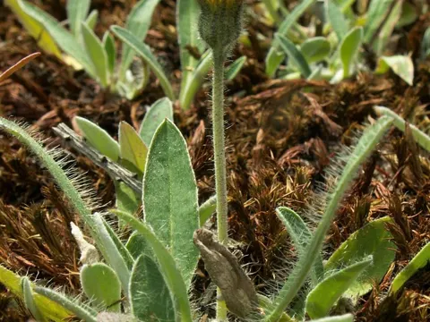 Kleines Habichtskraut (Pilosella officinarum)