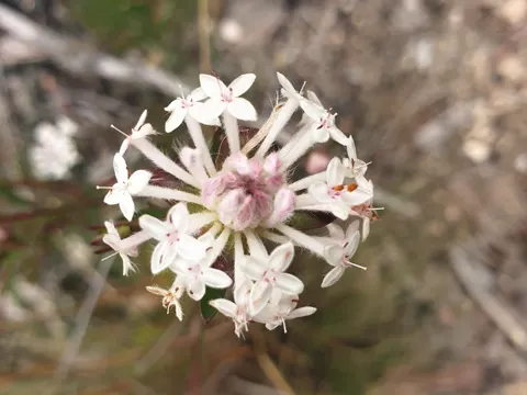 Pimelea linifolia (Pimelea linifolia)