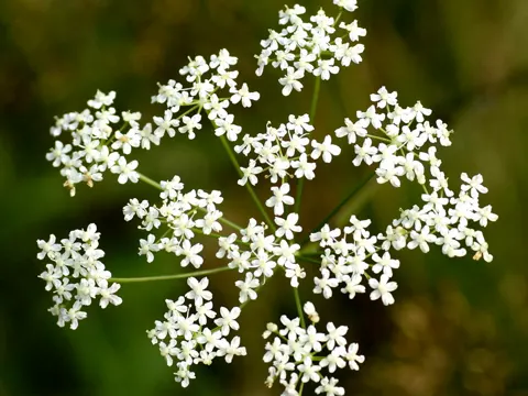 Burnet-saxifrage