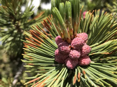Weißrinige Kiefer (Pinus albicaulis)