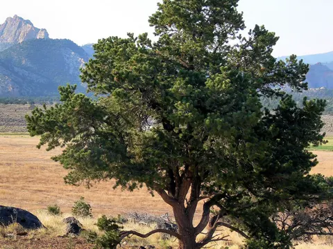 Pinyon Pine (Pinus edulis)
