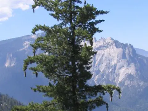 Zucker-Kiefer (Pinus lambertiana)
