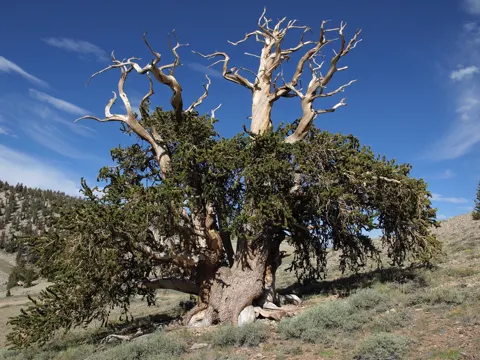 Langlebige Kiefer (Pinus longaeva)