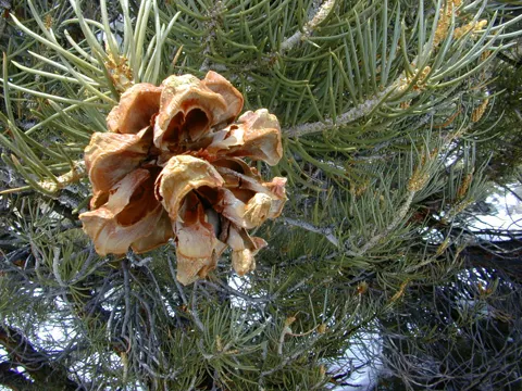 Einblättrige Kiefer (Pinus monophylla)