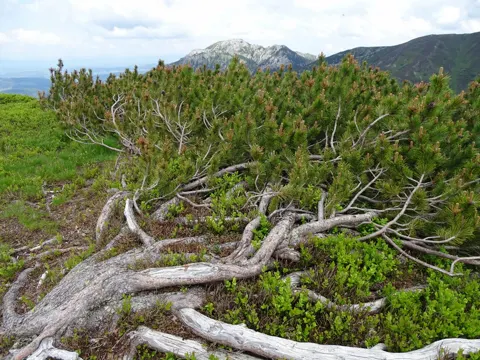Berg-Foehre (Pinus mugo)
