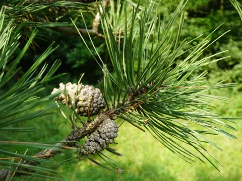 Schwarz-Kiefer (Pinus nigra)