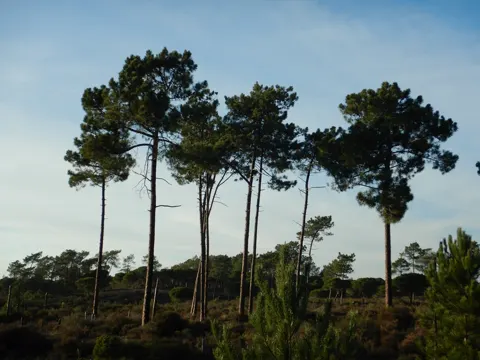 Strandkiefer (Pinus pinaster)