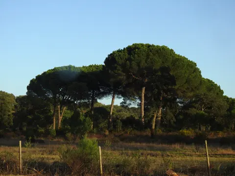 Stone Pine