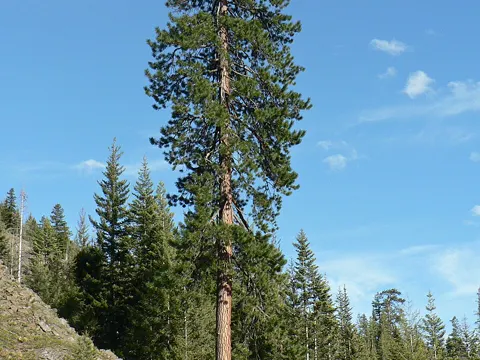 Ponderosa Pine (Pinus ponderosa)