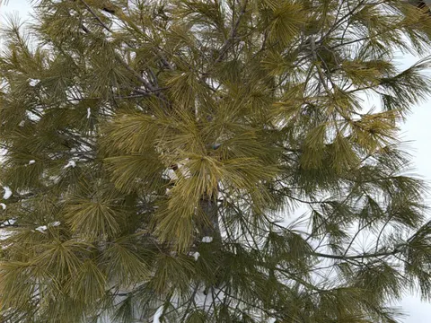 Weymouth-Kiefer (Pinus strobus)