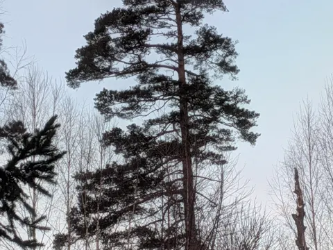 Scots Pine