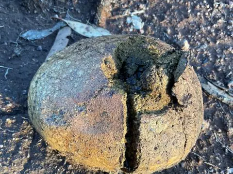 Sculptured Puffball