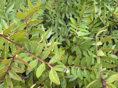 Mastic Tree