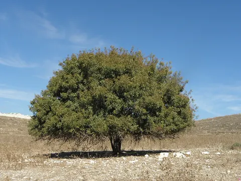 Terpentinbaum (Pistacia terebinthus)
