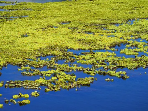 Water Lettuce (Pistia stratiotes)