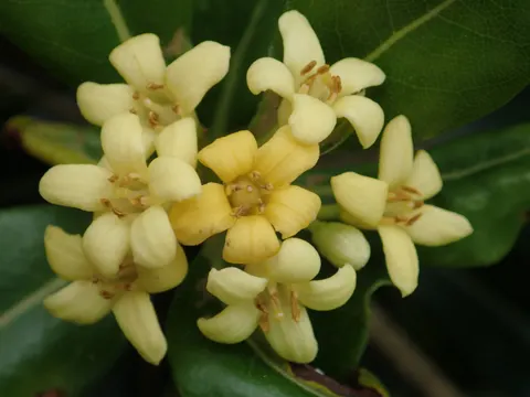 Cheesewood (Pittosporum tobira)