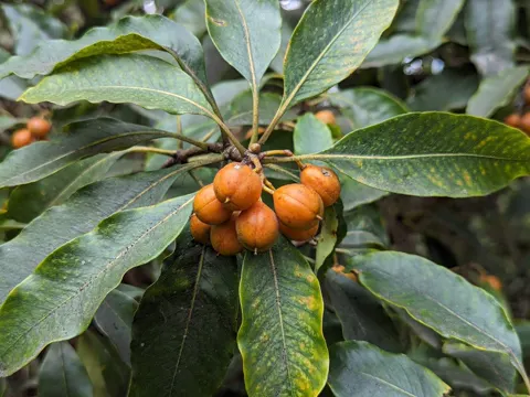 Pittosporum undulatum (Pittosporum undulatum)