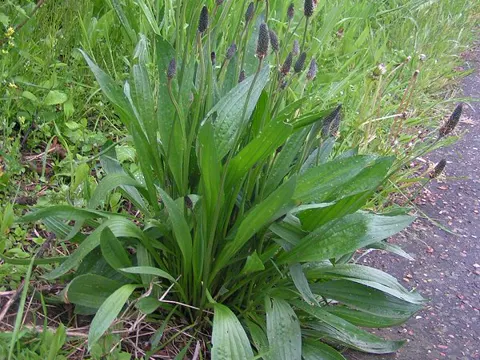 Ribwort Plantain