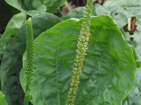 Common Plantain