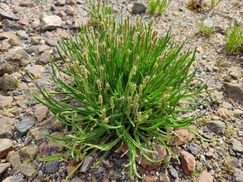 Seaside Plantain