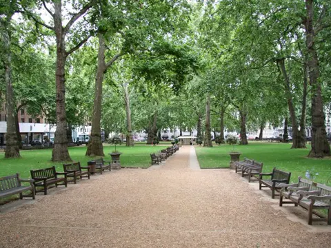 Ahornblättrige Platane (Platanus × hispanica)