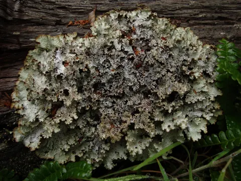 Ragbag Lichen