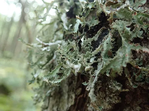 Tattered rag lichen
