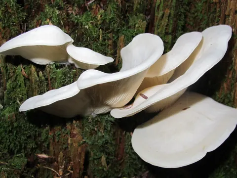 Zärtliches Seitlingsblatt (Pleurocybella porrigens)