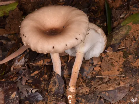 Riesiger Austernseitling (Pleurotus giganteus)