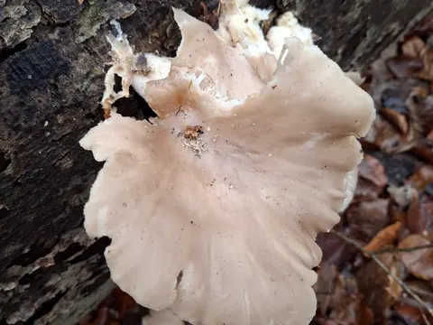 Oyster Mushroom (Pleurotus)