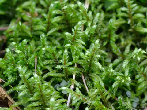Feather Moss